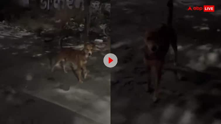 Dog started barking on the bike the man said that I am local and the dog calmed down Video: लोकल हैं भाई लोकल, चलती बाइक पर भौंक रहे कुत्ते से शख्स ने की अपील उसके बाद जो हुआ मजेदार था, देखें वीडियो