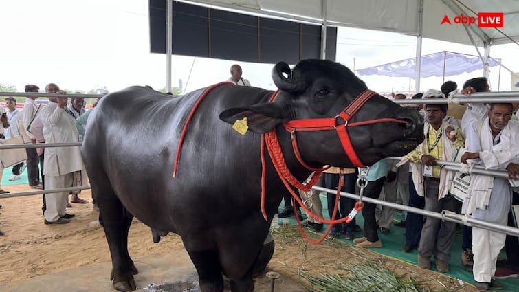 Buffalo named Shahenshah is the most expensive buffalo in the world which is worth Rs 25 crore दुनिया का सबसे कीमती भैंसा, महंगा इतना की एक भैंसे की कीमत में आ जाएगी फरारी और बीएमडब्ल्यू