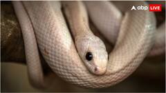 बिना किसी साथी से मिलन किए ये जीव बच्चों को जन्म कैसे दे रहा है?