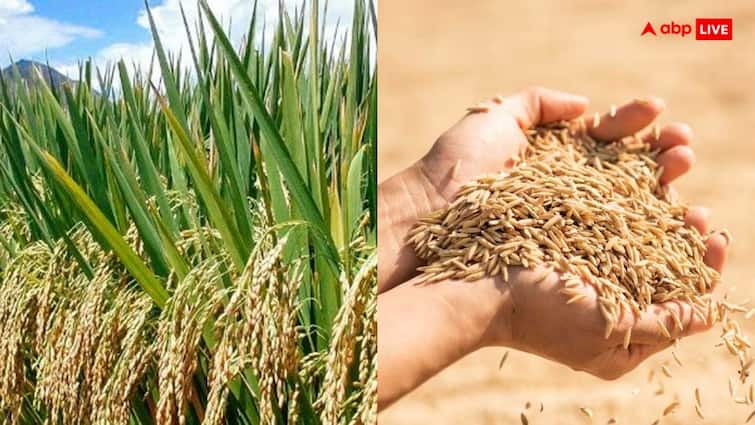 important things for rice farming farmers can cultivate rice successfully by applying these things in it धान की खेती के दौरान इन बातों का खास ध्यान रखें किसान भाई