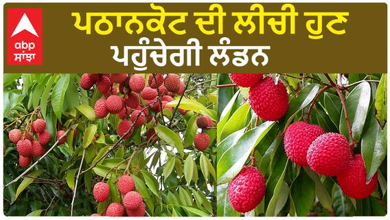 Pathankot ਦੀ ਲੀਚੀ ਹੁਣ ਪਹੁੰਚੇਗੀ London