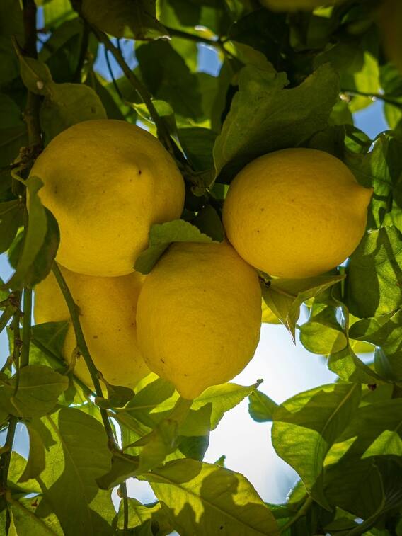 घर पर कैसे उगाए नींबू