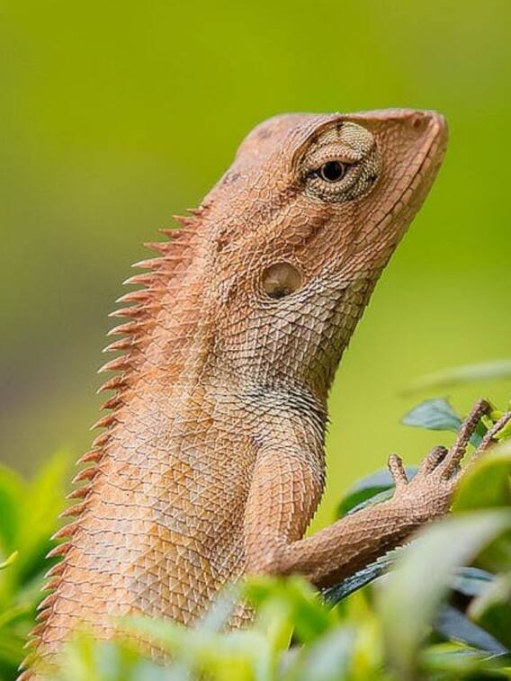 छिपकली दीवार पर कैसे दौड़ लेती है