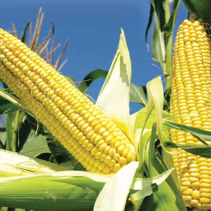 Vitamin C is found in corn fiber. And it increases your immunity, so it should always be eaten with corn.