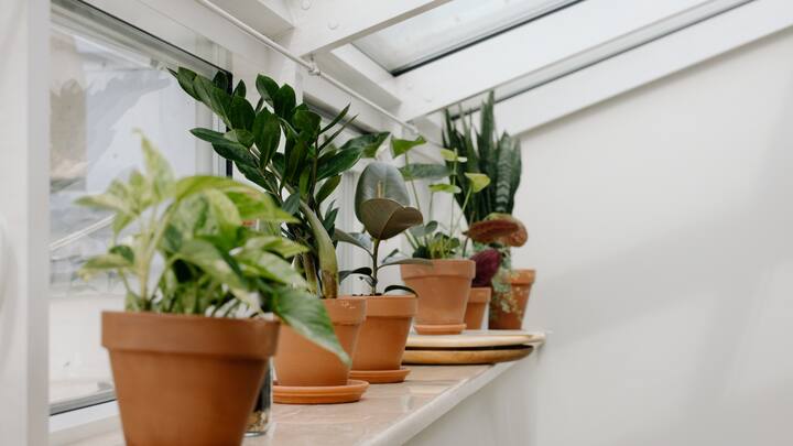 Introduce nature indoors: The monsoon breathes new life into the outdoor space, and you can mirror this vibrancy indoors by incorporating houseplants. Indoor plants like ferns, peace lilies, and philodendrons thrive in the humid climate, adding a touch of greenery and purifying the air. Place these plants in stylish pots near windows or in well-lit corners. Additionally, consider creating a small indoor garden with a variety of succulents and cacti that require minimal care but offer maximum visual impact. (Image source: Canva)