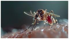 बरसात में घर से कीड़ों को हमेशा रखना है दूर तो अपनाएं ये पांच उपाय, नहीं भटकेंगे कभी