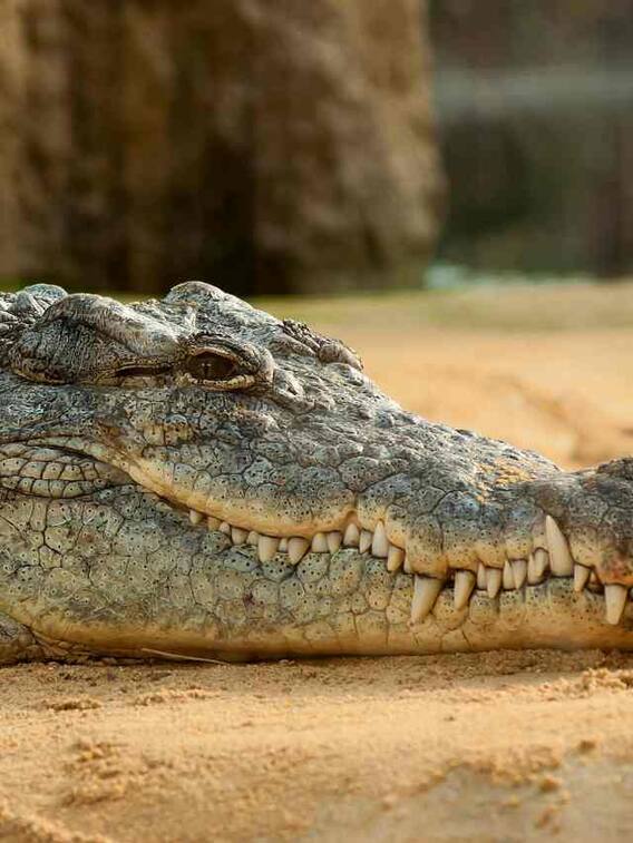 कितनी होती है मगरमच्छ की उम्र