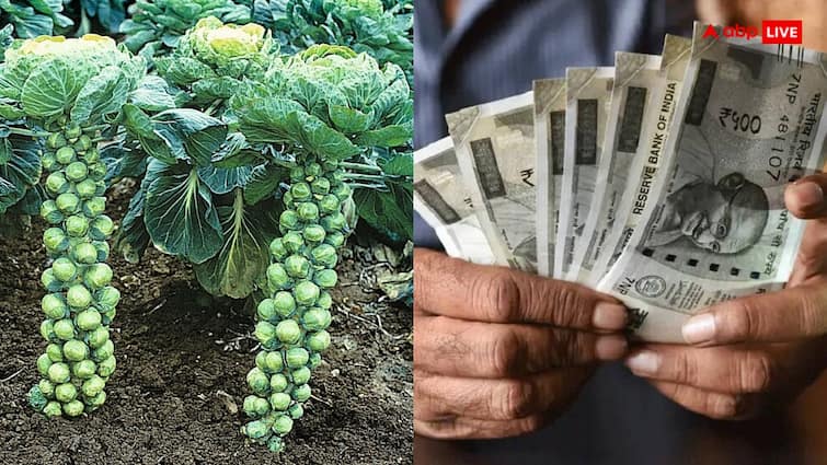 Farmers get huge profits from the cultivation of Brussels sprouts ब्रसेल्स स्प्राउट की खेती बना देगी किसानों को अमीर, जान लें क्या करना होगा