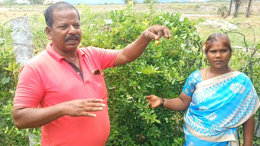 முற் புதர்களை  மூலிகைத் தோட்டமாக மாற்றிய பஞ்சாயத்து தலைவர் கவிதா முருகன்! குவியும் பாராட்டு