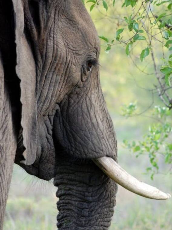 हाथी एक दिन में कितना खा लेते हैं