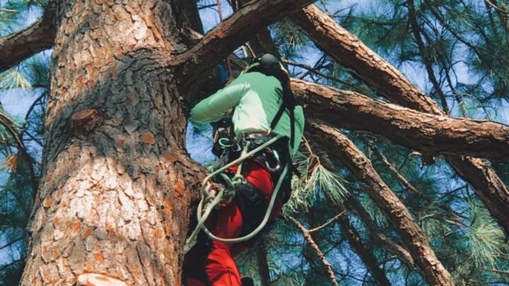 Tree Climbing: The joy of reliving childhood memories with a twist, tree climbing offers a unique way to reconnect with nature while indulging in a thrilling and physically rewarding activity. Under the guidance of skilled professionals and stringent safety protocols, one can fully immerse themselves in the exhilaration of scaling towering trees and achieving new heights. It's an ideal combination of nostalgic charm and thrilling activity, ensuring an unforgettable experience that's both exciting and memorable. (Image source: Pinterest/ Lindy Aderhold)