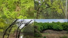 In Pics: रणथंभौर नेशनल पार्क में बारिश ने लगाया चार चांद, तस्वीरों में देखें खूबसूरत नजारा