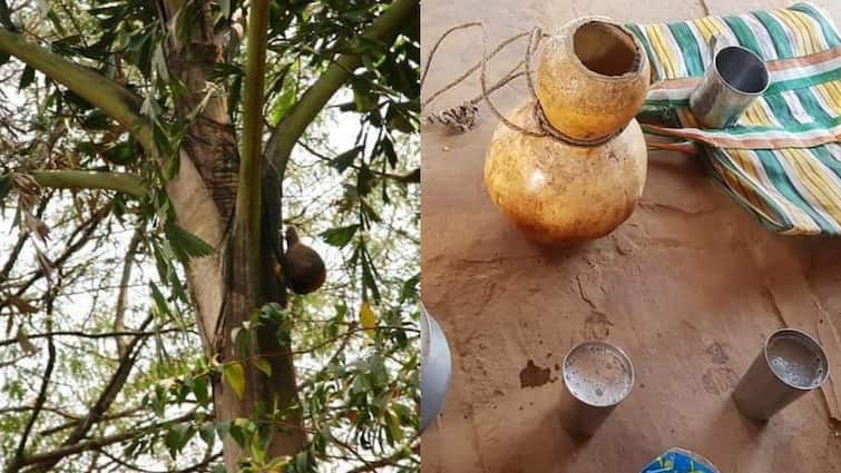 Bastar Beer Sulfi tree threat of fungus continuously drying villagers are worried ann Bastar News: सल्फी के पेड़ में छाया फंगस का खतरा, लगातार सूख रहे पेड़, ग्रामीणों की बढ़ी चिंता