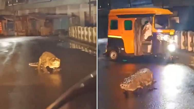 8-Foot-Long Crocodile Found Strolling On Maharashtra Street Amid Heavy Rain