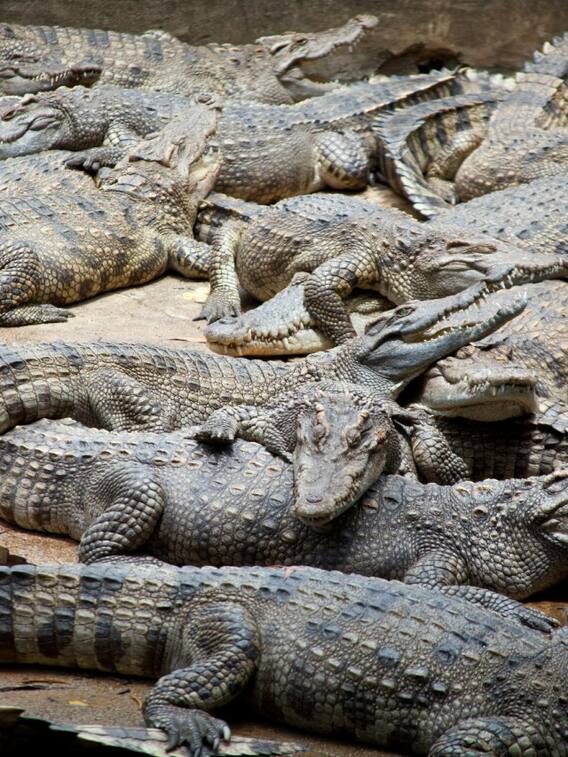 इस देश में होती है खतरनाक मगरमच्छों की खेती