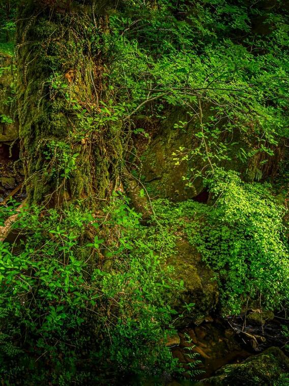 क्या अमेज़न जंगल भारत से भी बड़ा है?