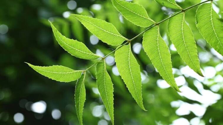 Neem is full of medicinal properties It is used in the treatment of many diseases ਇਸ ਪੌਦੇ ਦੇ ਪੱਤੇ, ਜੜ੍ਹਾਂ, ਫਲ ਅਤੇ ਬੀਜ ਸਿਹਤ ਲਈ ਹਨ ਫਾਇਦੇਮੰਦ, ਜਾਣੋ ਕਿਵੇਂ ਕਰਨੀ ਹੈ ਵਰਤੋਂ