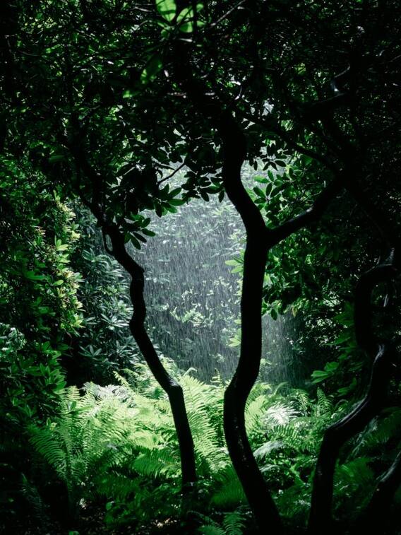 दुनिया का सबसे घना जंगल कौन सा है?