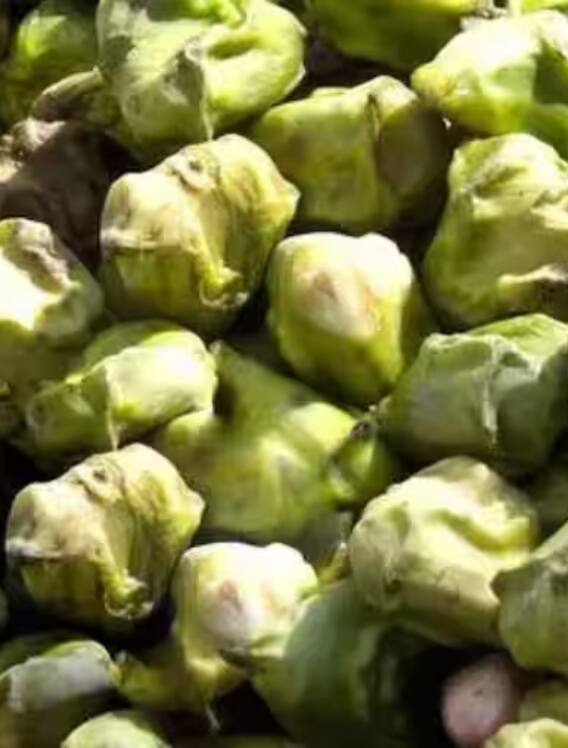 अंग्रेजी में सिंघाड़ा क्या कहलाता है?