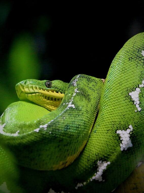 ​ये है अमेजन जंगल​ का ​सबसे बड़ा सांप​