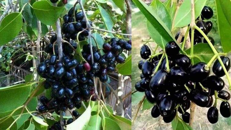 Jamun works like a medicine to cure problems like diabetes stomach problems blood pressure ਕਈ ਬਿਮਾਰੀਆਂ ਨੂੰ ਜੜ੍ਹੋਂ ਪੁੱਟਣ ਦੀ ਤਾਕਤ ਰੱਖਦੀ ਹੈ ਜਾਮਣ ਦੀ ਗਿਟਕ, ਜਾਣ ਕੇ ਹੋ ਜਾਵੋਗੇ ਹੈਰਾਨ