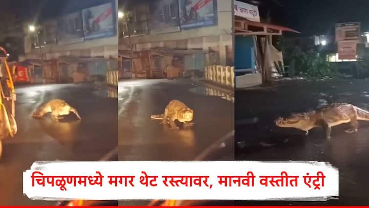 ratnagiri news crocodile enter in chinch naka city chiplun video viral on social media marathi news Chiplun Crocodile : नागरिकांची पाचावर धारण, चिपळूणमध्ये शिव नदीतून मगर रस्त्यावर अन् थाटात वावर, पाहा व्हिडीओ