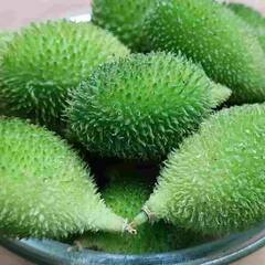 Kakora or Kantola vegetable : ਕੀ ਤੁਸੀਂ ਜਾਣਦੇ ਹੋ ਕਕੋੜਾ ਜਾਂ ਕੰਟੋਲਾ ਦੀ ਸਬਜ਼ੀ ਦੇ ਫਾਇਦੇ