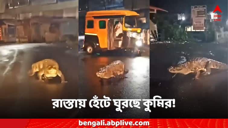 viral video in Ratnagiri a crocodile seen on busy road after heavy rain Viral Video: বৃষ্টিতে ভেসেছে চতুর্দিক, রাস্তায় হেঁটে ঘুরছে কুমির! আতঙ্কে কাঁটা শহরবাসী