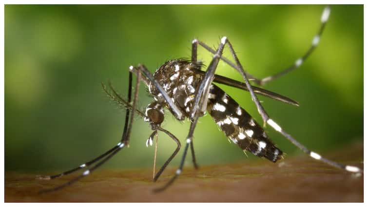 Rise in dengue fever after monsoon rains what precautions to take Dengue Fever: బాబోయ్ వానలు - దాడికి సిద్ధమవుతోన్న డెంగ్యూ దోమలు, వెంటనే ఈ జాగ్రత్తలు పాటించండి.. లేకపోతే తెలుసుగా?