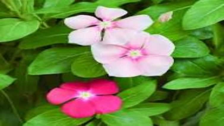 These flowers are nothing less than a medicine for diabetes, their benefits are enormous, they also provide relief from these diseases.