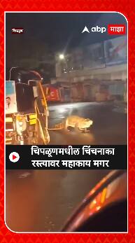 Chiplun crocodile : चिपळूणमधील चिंचनाका रस्त्यावर महाकाय मगर