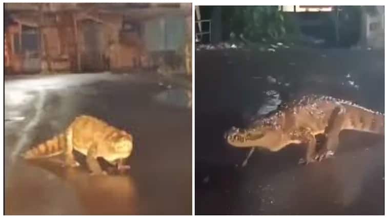 8-foot-long crocodile appears on Maharashtra street amid heavy rain watch Video Watch Video: சாலையில் ஹாயாக சுற்றித் திரிந்த 8 அடி நீள முதலை! வீடியோ எடுத்த வாகன ஓட்டிகள்!