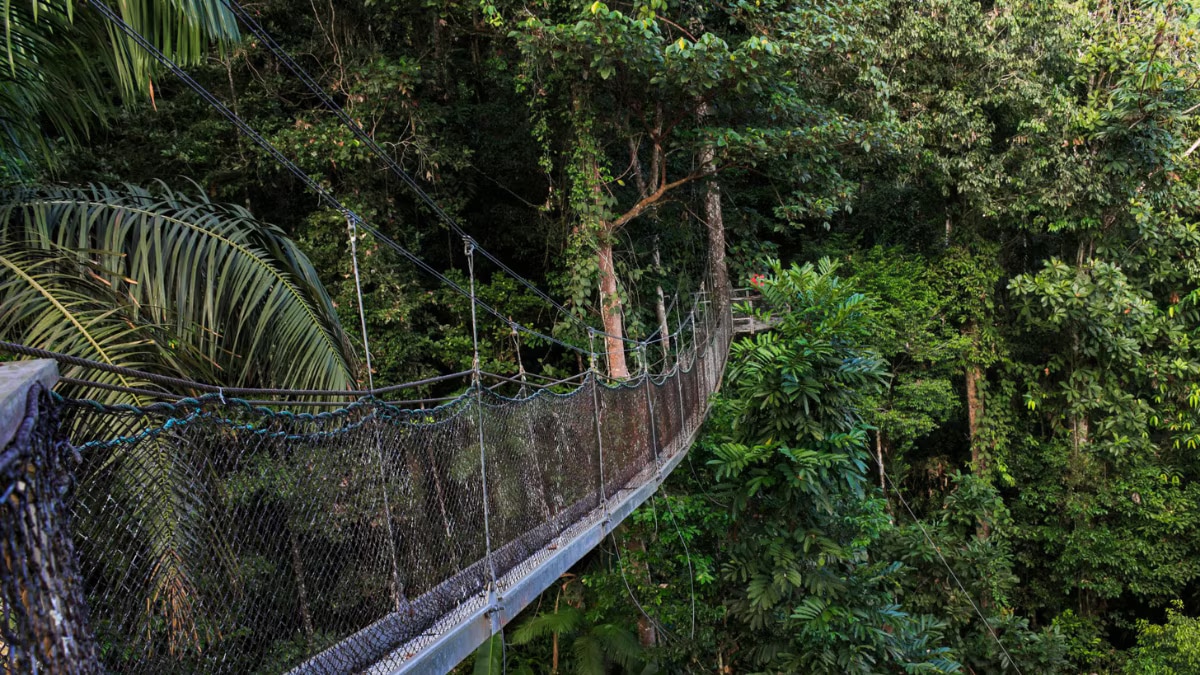 Iwokrama Canopy Walkway (Image Source: Twitter/ Malzz The Explorer )