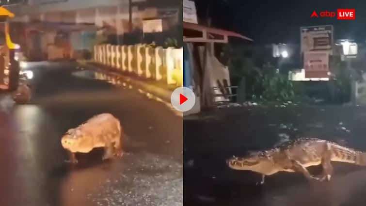 Crocodile seen roaming on the road in Ratnagiri Video goes viral Viral Video: रत्नागिरी की सड़कों पर टहलता दिखा मगरमच्छ, यूजर्स बोले- बीवी से लड़ाई के बाद छोड़ आया घर