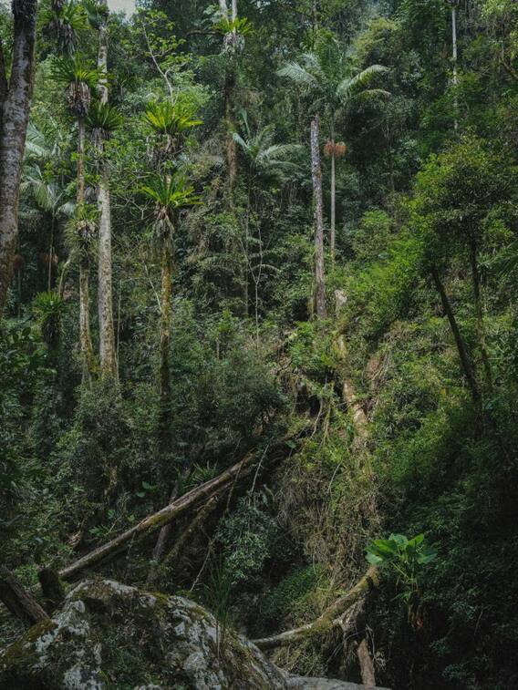 भारत का सबसे घना जंगल किसे कहा जाता है?