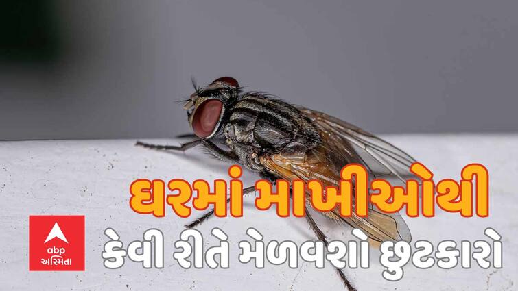 Home Remedy If you do this work at home every morning then not a single fly will roam in the house throughout the day Home Remedy: રોજ સવારે ઘરમાં કરશો આ કામ, તો દિવસભર ઘરમાં નહીં ફરકે એકપણ માખી