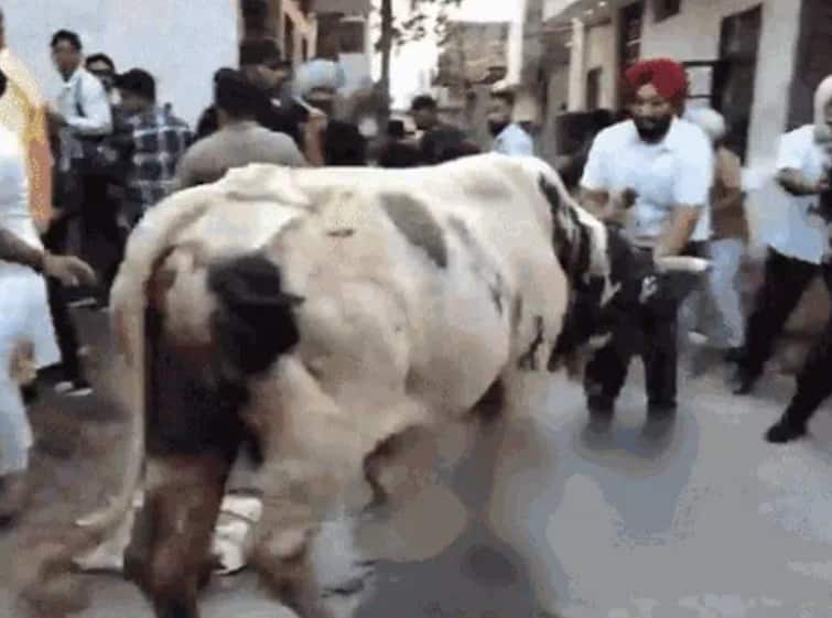 bull attacked on Congress leaders During the Jalandhar by-election campaign Jalandhar News:  ਕਾਂਗਰਸੀ ਲੀਡਰਾਂ ਉਪਰ ਸਾਨ੍ਹ ਨੇ ਕੀਤਾ ਹਮਲਾ, ਰਾਜਾ ਵੜਿੰਗ ਨੇ ਮਸਾਂ ਬਚਾਈ ਜਾਨ