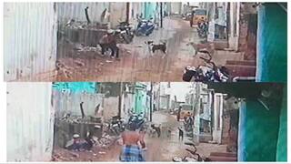 Dogs chasing children walking on street near Tenkasi People are scared - TNN நடந்து சென்ற சிறுவர்களை துரத்திய நாய்கள் -  அச்சத்தில் தென்காசி மக்கள்