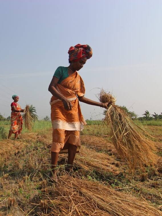 कैसे करा सकते हैं फसलों का बीमा?