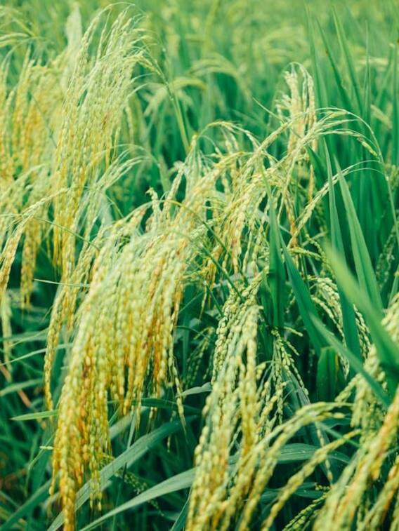 बासमती की फसल को कितना देना चाहिए नाइट्रोजन?