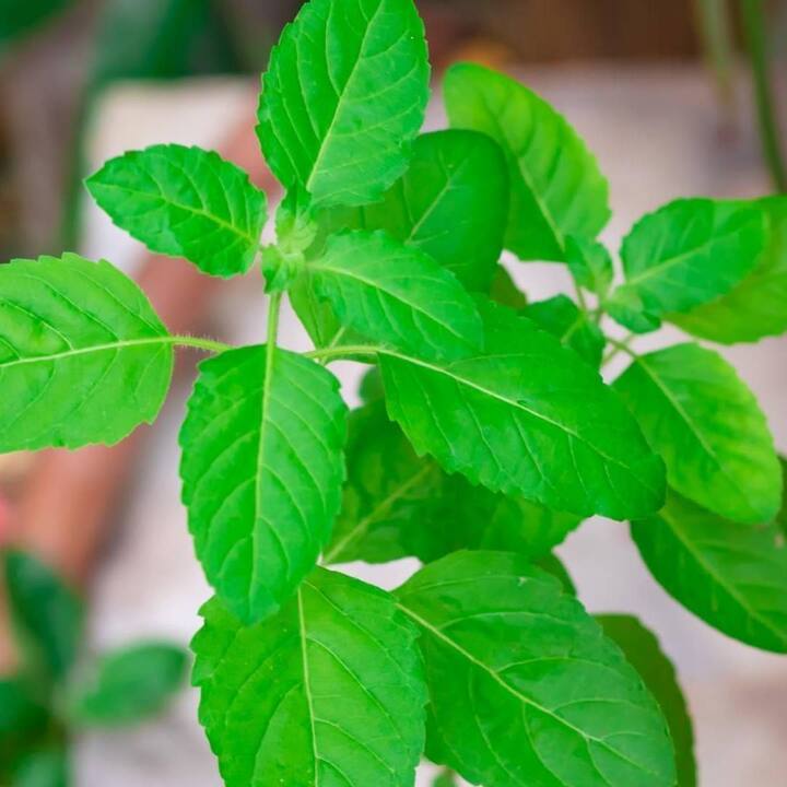 ਤੁਲਸੀ ਦੀਆਂ ਪੱਤੀਆਂ ਨੂੰ ਸਿੱਧੇ ਖਾਣ ਤੋਂ ਇਲਾਵਾ ਇਸ ਦਾ ਕਾੜ੍ਹਾ ਬਣਾ ਕੇ, ਚਾਹ ਵਿਚ ਮਿਲਾ ਕੇ, ਪਾਊਡਰ ਬਣਾ ਕੇ, ਤੁਲਸੀ ਦਾ ਪਾਣੀ ਆਦਿ ਕਈ ਤਰ੍ਹਾਂ ਨਾਲ ਸੇਵਨ ਕੀਤਾ ਜਾ ਸਕਦਾ ਹੈ। ਤੁਲਸੀ ਨੂੰ ਵਾਤ, ਕਫ਼ ਅਤੇ ਪਿੱਤ ਨੂੰ ਘੱਟ ਕਰਨ ਵਿੱਚ ਕਾਰਗਰ ਮੰਨਿਆ ਜਾਂਦਾ ਹੈ, ਇਸ ਲਈ ਤੁਲਸੀ ਤੁਹਾਨੂੰ ਬਰਸਾਤ ਦੇ ਮੌਸਮ ਵਿੱਚ ਕਈ ਸਿਹਤ ਸਮੱਸਿਆਵਾਂ ਤੋਂ ਛੁਟਕਾਰਾ ਦਿਵਾ ਸਕਦੀ ਹੈ।