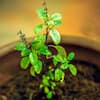 Tulsi Plant : ਪੂਜਾ ਤੋਂ ਇਲਾਵਾ ਆਹ ਕੰਮ ਵੀ ਆਉਂਦਾ ਹੈ ਤੁਲਸੀ ਦਾ ਬੂਟਾ