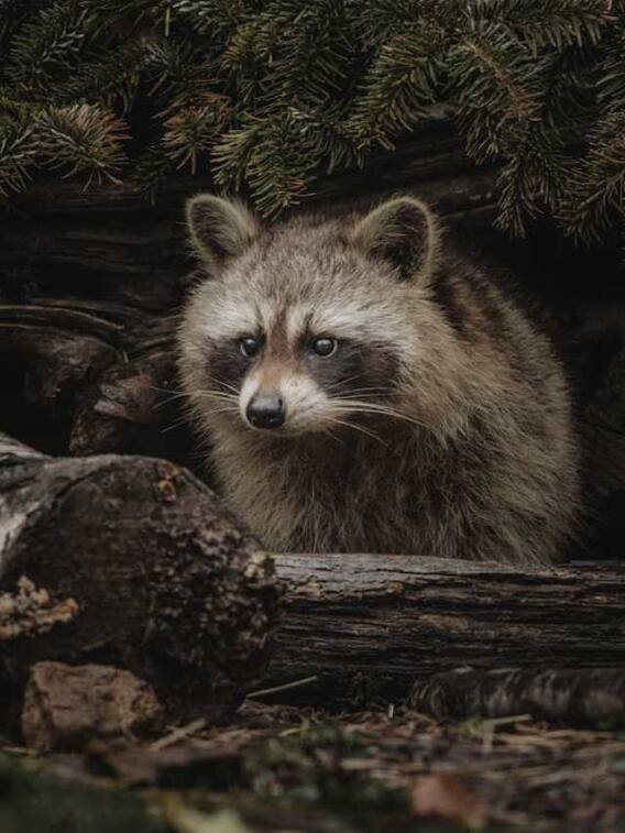 किस देश में सबसे ज्यादा प्रजाति के जानवर हैं?