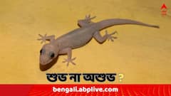 শরীরের কোন অংশে টিকটিকি পড়া আর্থিক লাভের লক্ষণ ? অশুভ কখন