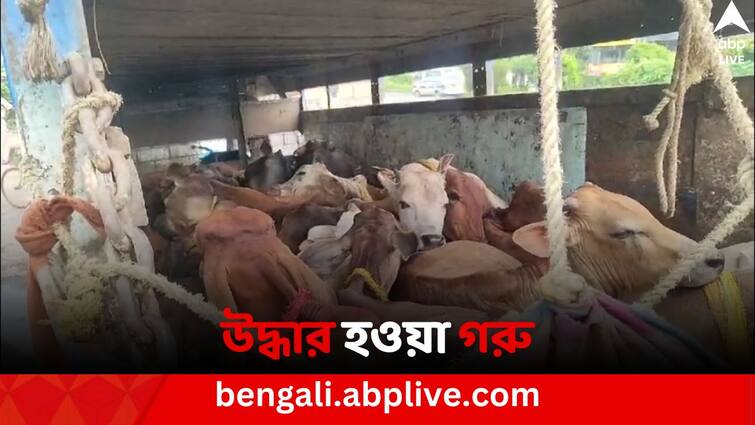 East Medinipur news More than 100 cattle rescued and 25 person detained by Tamluk police East Medinipur News: হলদিয়া-মেচেদা জাতীয় সড়কে শতাধিক গরু সহ আটক ২৫