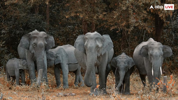 Elephants Age: मौजूदा समय में धरती पर चलने वाला सबसे बड़ा जीव हाथी माना जाता है, जो विशालकाय शरीर और ताकत रखता है, लेकिन क्या आप जानते हैं कि हाथी की उम्र कितनी होती है?