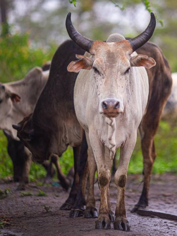 पशुओं को नहीं होगा मुंहपका और खुरपका, करें यह काम