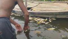 Delhi: यमुना में क्यों मरी लाखों मछलियां, जानें- जीव शोधकर्ता ने क्या कहा?