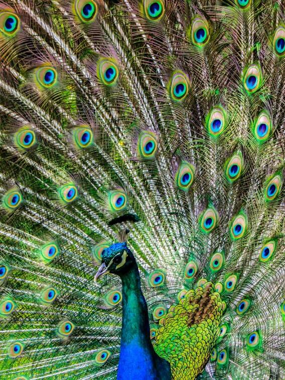 मोर की उम्र कितनी होती है