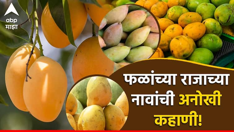 Best monsoon mangoes of India history and facts behind various names of mango Alphonso Amba Ambala Nav Kasa Padala Heakth Benifits Of Aam abpp एक लंगडा, तर दुसरा तोतापुरी, आणखी एकाला कुणी म्हणतंय दशहरी; फळांच्या राजाच्या नावांची ही अनोखी कहाणी!